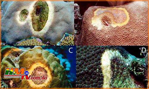 Bacteria-del-mar-afecta