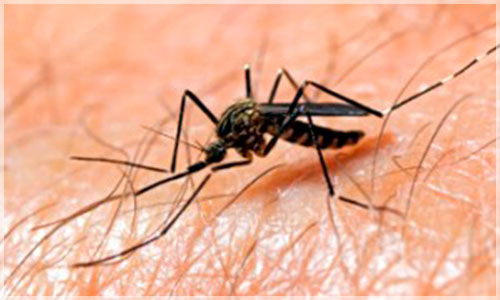 Muere-menor-por-dengue